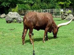 149 BIO PARC DE DOUE LA FONTAINE 5- 2016_000002